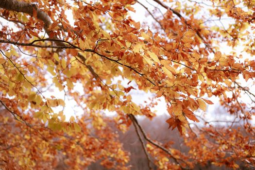 Close-up of vibrant autumn leaves on tree branches with blurred forest background.