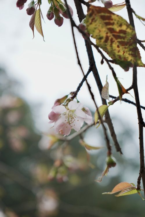 Free Close-up of cherry blossom flowers on a tree branch against blurred background. Stock Photo
