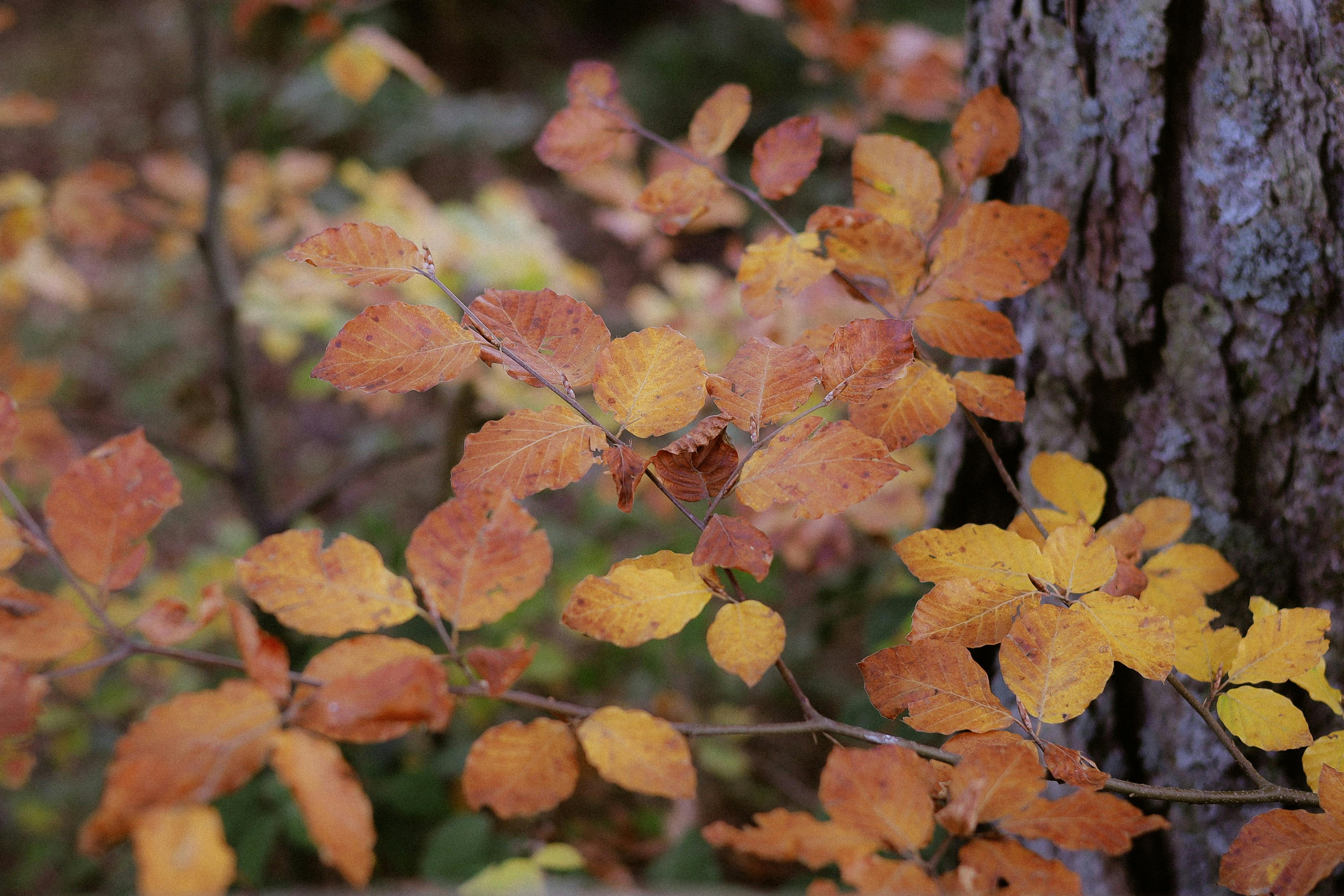 關懷港澳朋友 軍艦岩步道健行淨山與生活適應座談