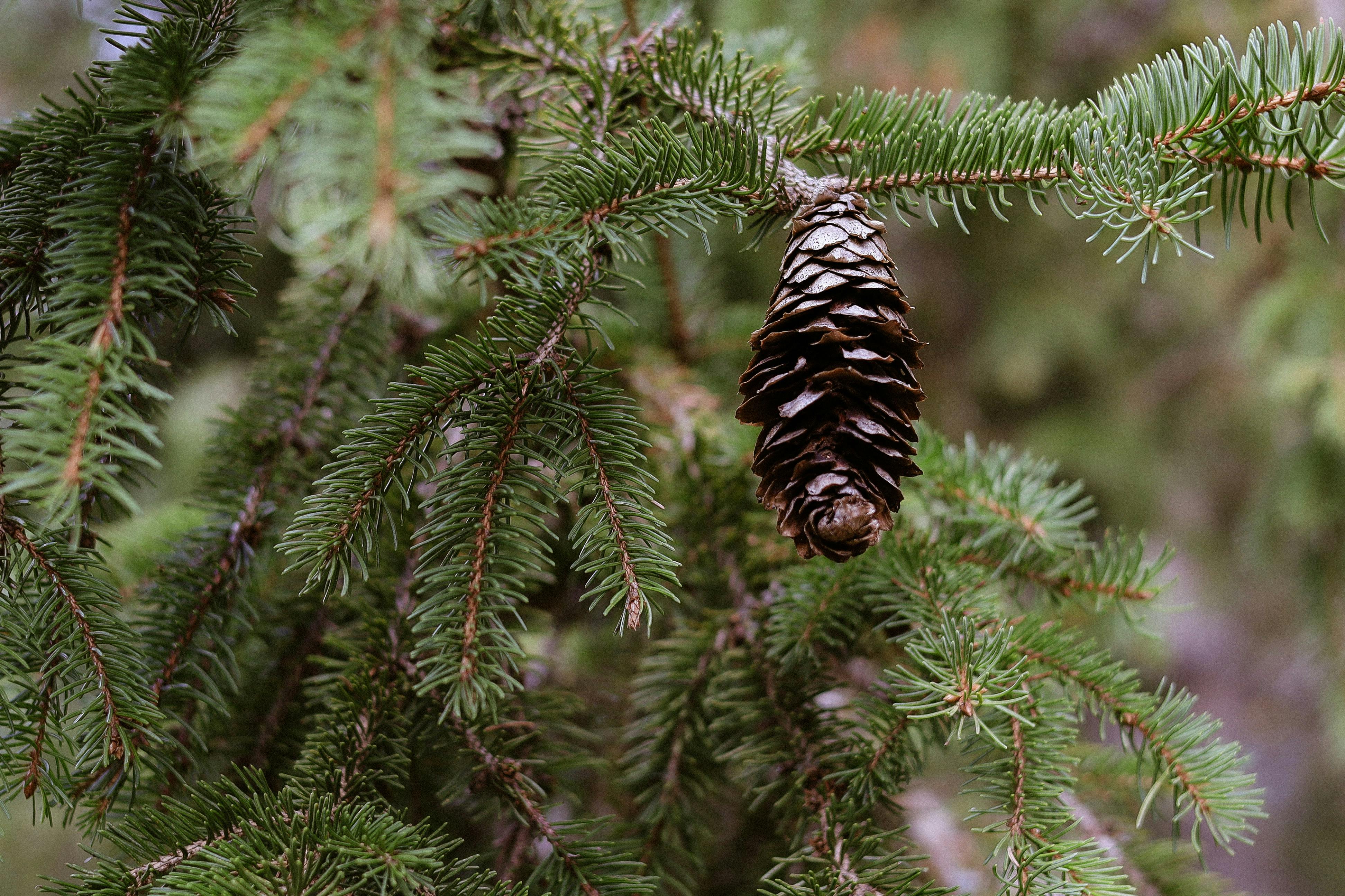 Detailed view of a pine cone hanging on a green evergreen branch in nature.