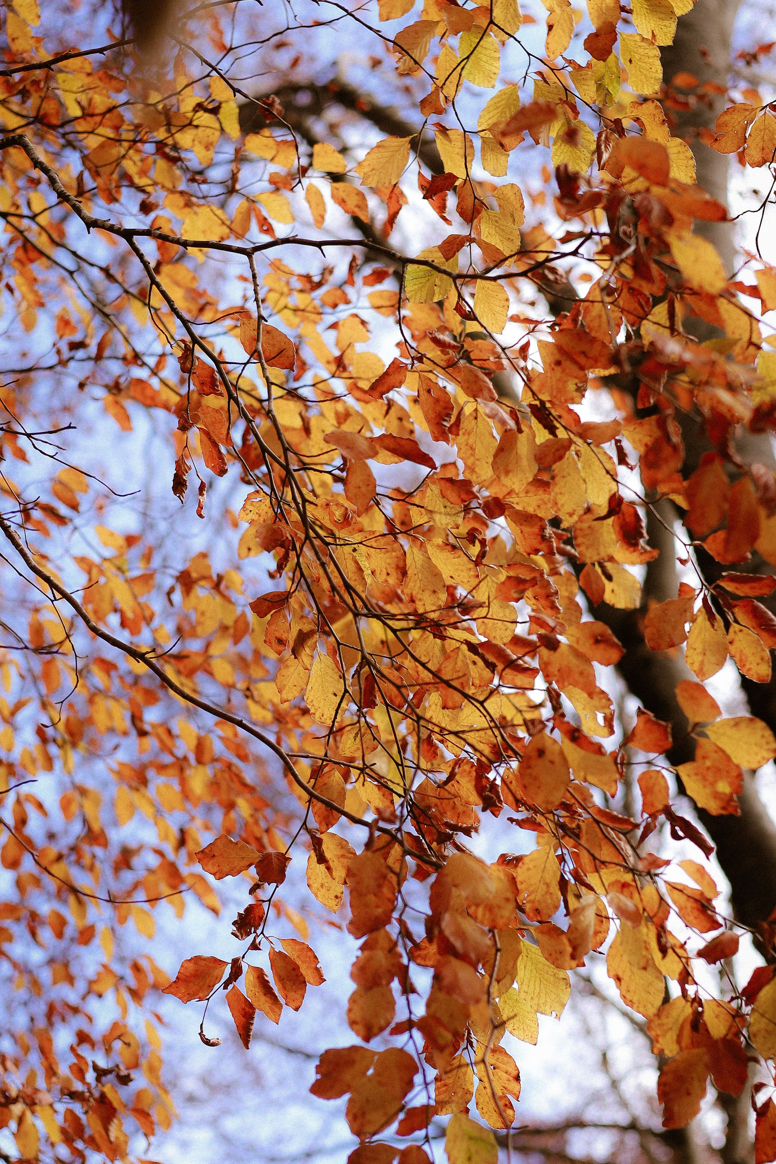 Vibrant Autumn Leaves Against Clear Sky · Free Stock Photo