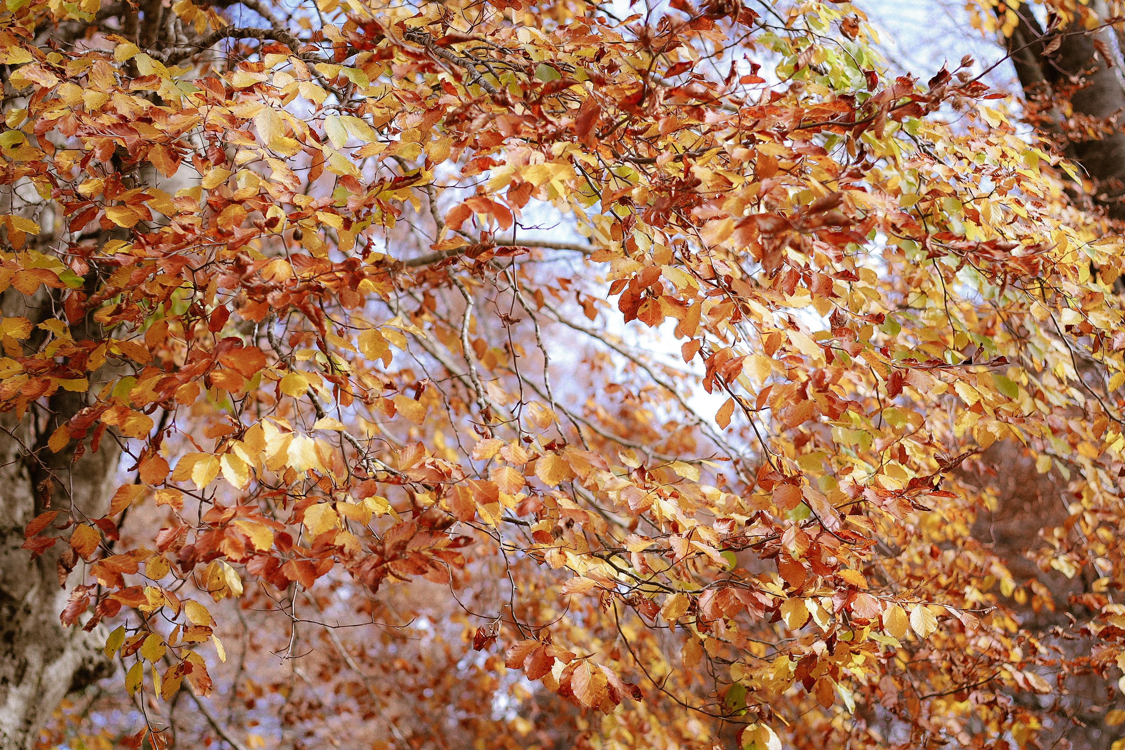 Colorful autumn leaves on tree branches showcasing a vivid fall scene outdoors.