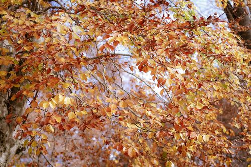 Free Colorful autumn leaves on tree branches showcasing a vivid fall scene outdoors. Stock Photo