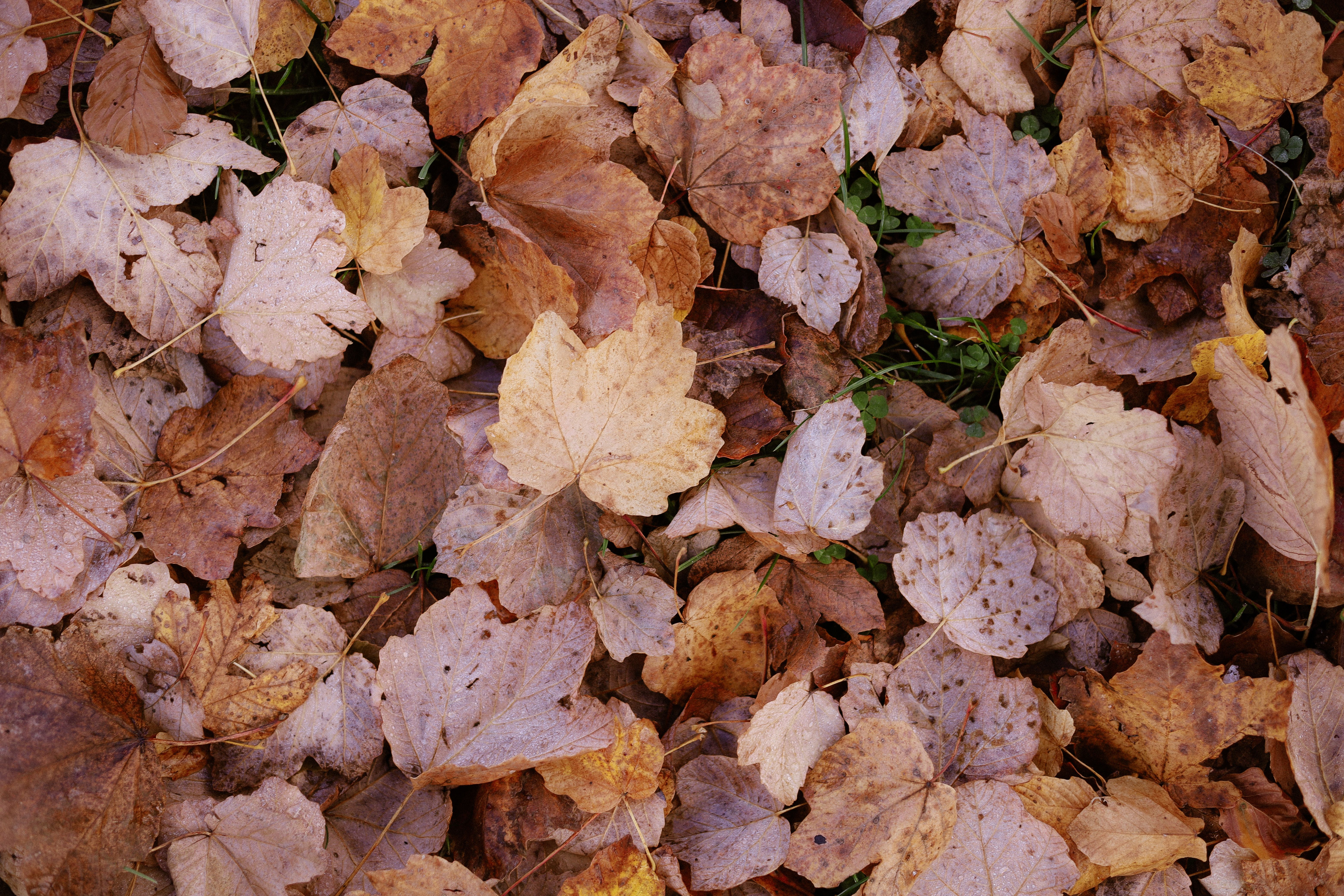 A vibrant collection of fallen autumn leaves creating a textured background.