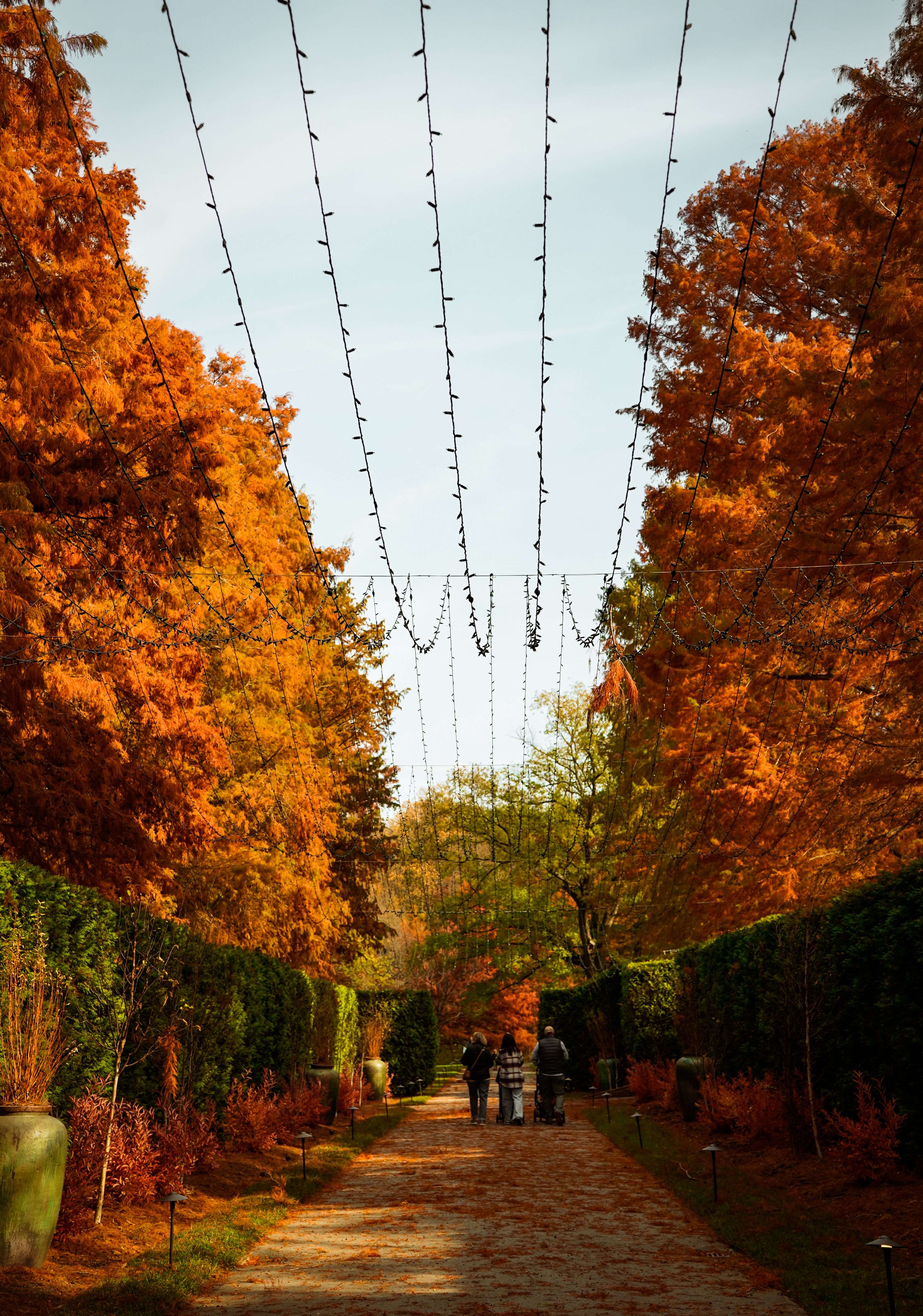 Autumn Pathway with String Lights in Scenic Park · Free Stock Photo