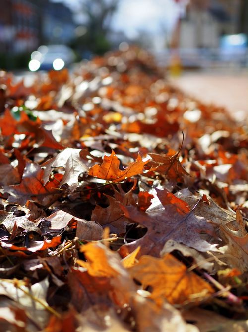 Free Colorful autumn leaves scattered on a sidewalk in Doylestown, Pennsylvania, showcasing fall beauty. Stock Photo