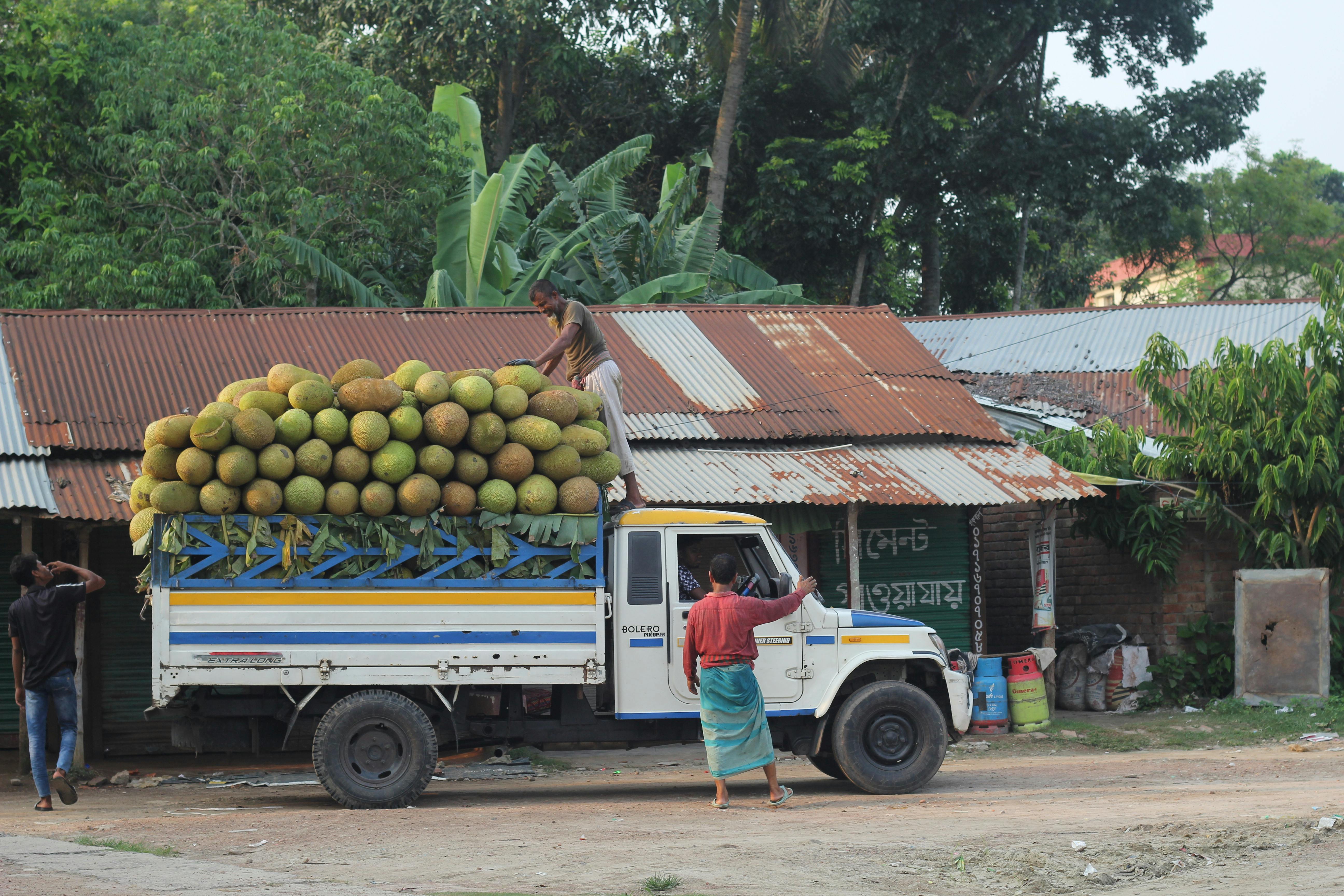 Simbiosis Micorrícica: Potenciando Nutrición y Resiliencia en Frutales