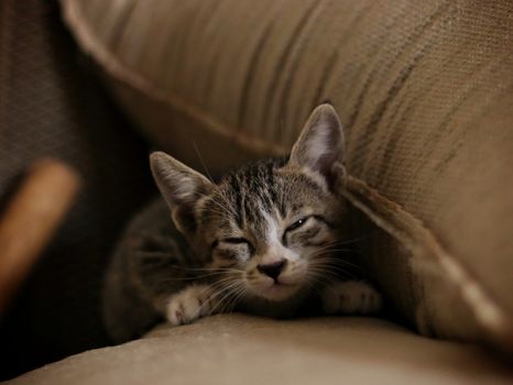 Cute tabby kitten comfortably nestled on a soft sofa indoors. Perfect pet portrait.