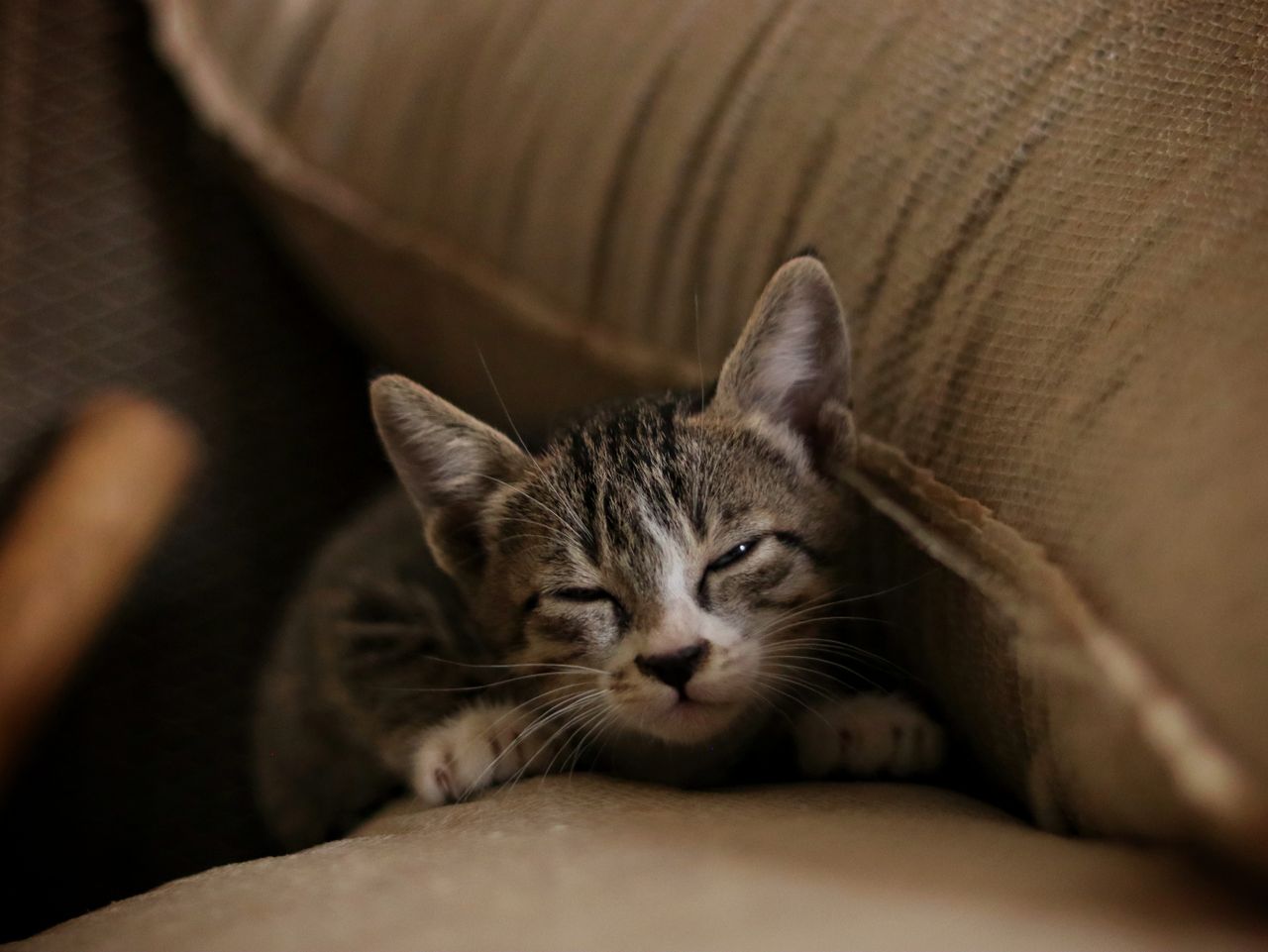 cute tabby kitten comfortably nestled on a soft sofa indoors perfect p