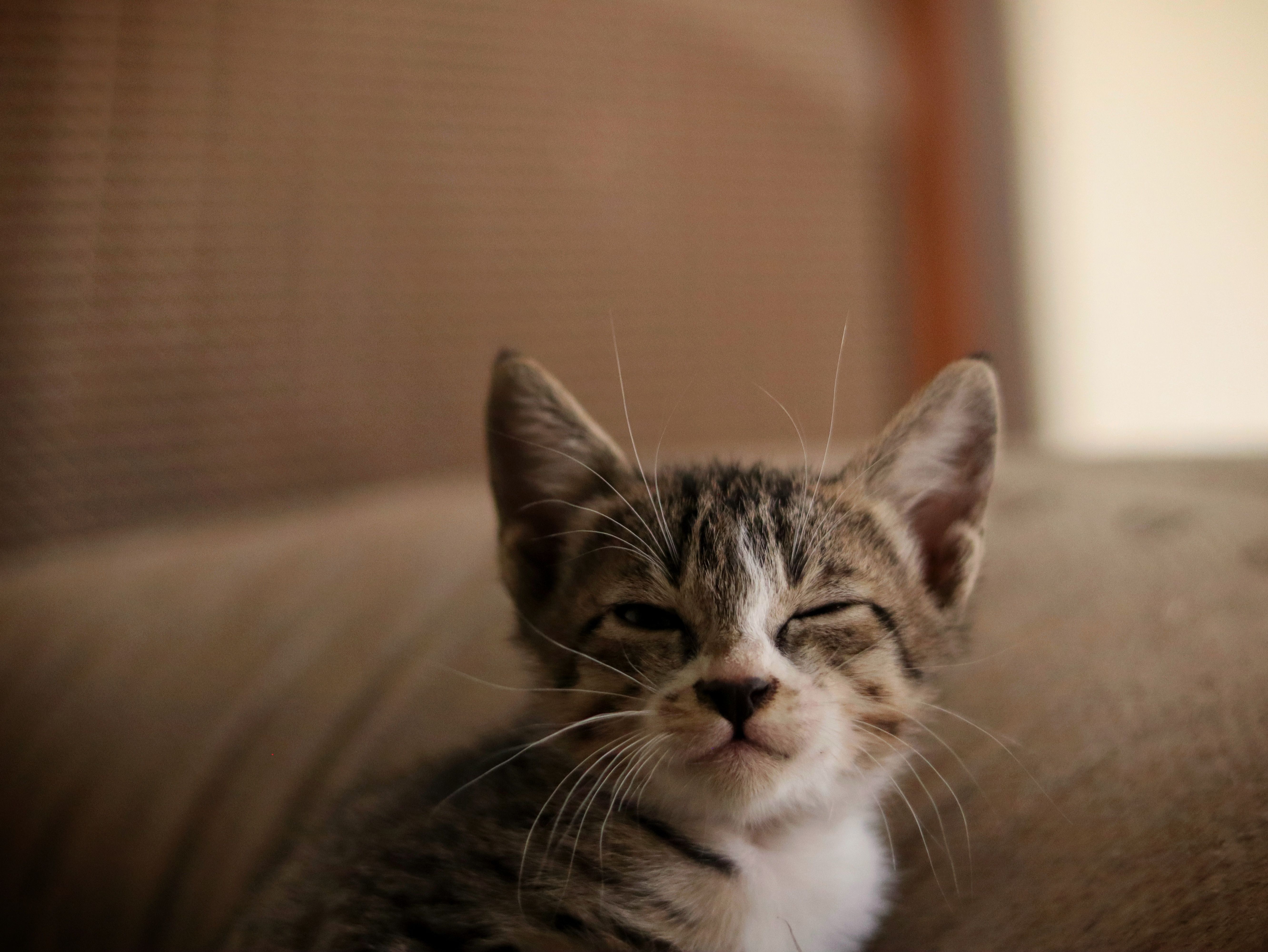 Portrait of a cat at a veterinary clinic