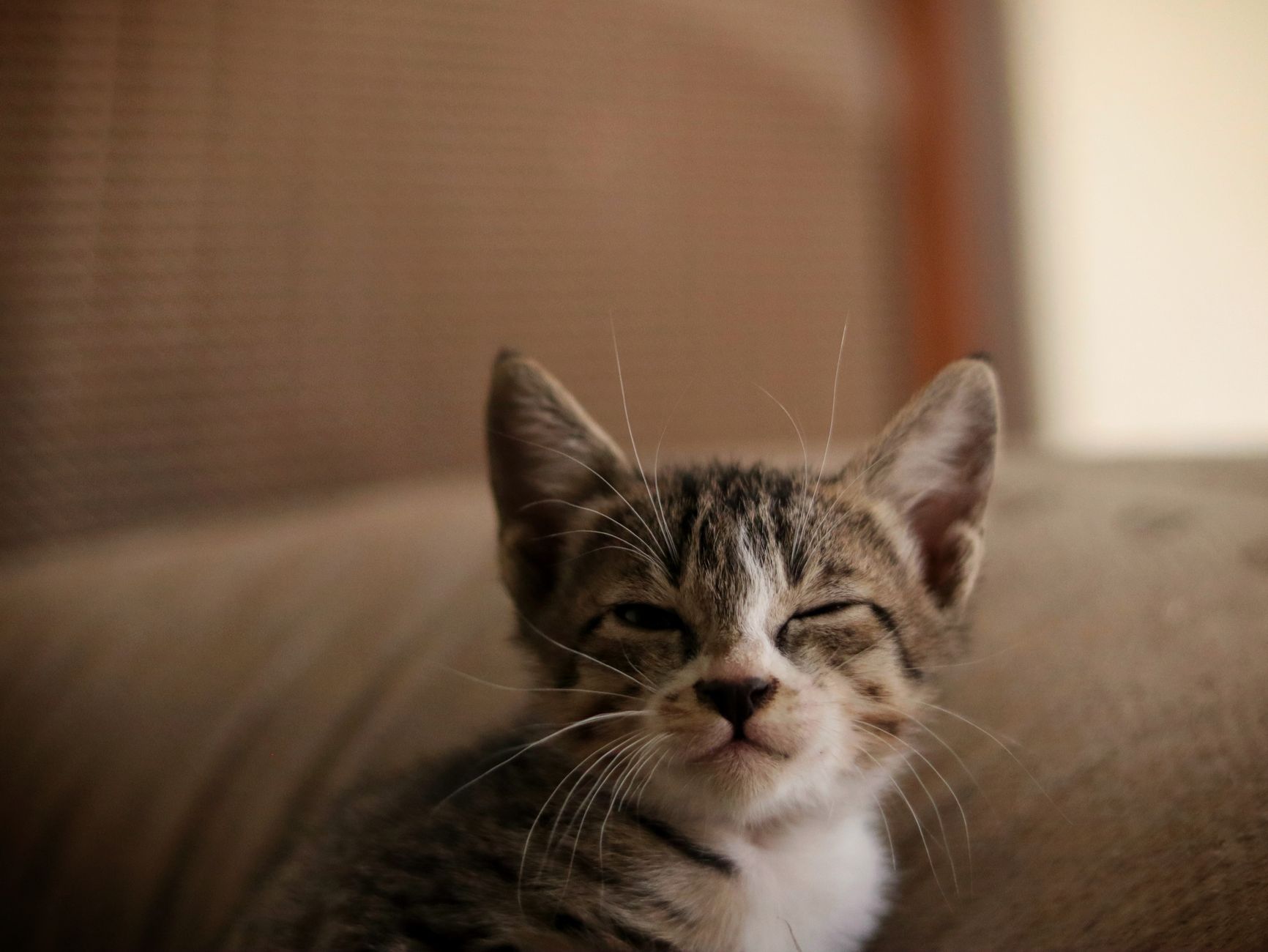 Portrait of a cat at a veterinary clinic