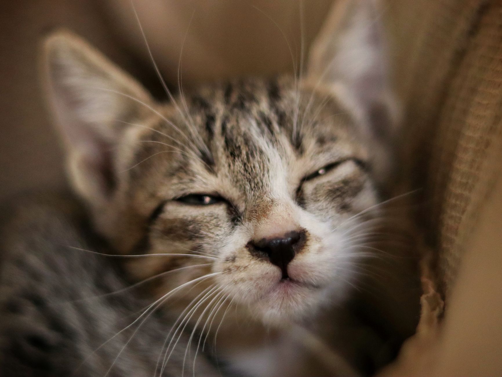 Portrait of a cat at a veterinary clinic