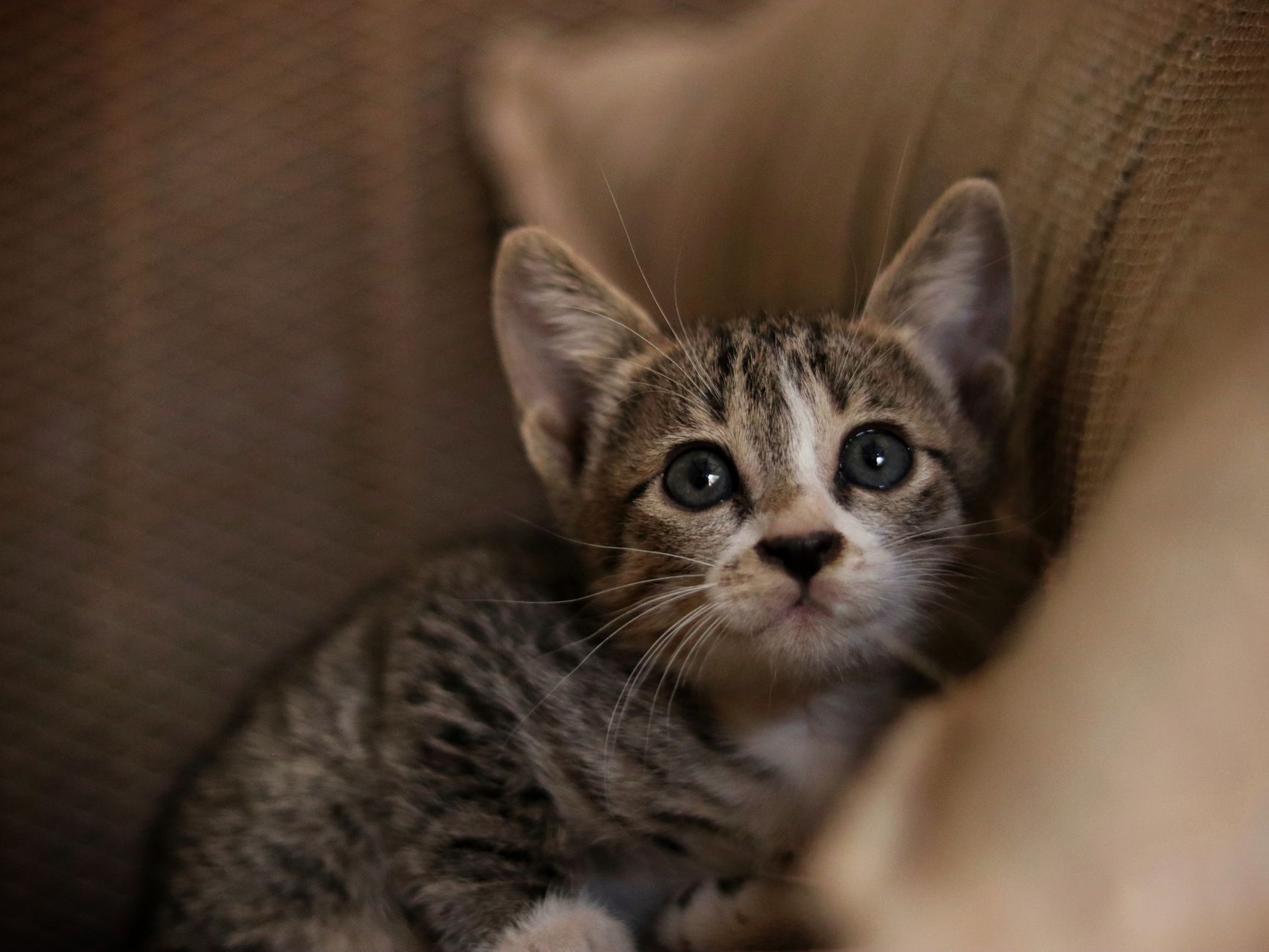 Portrait of a cat at a veterinary clinic