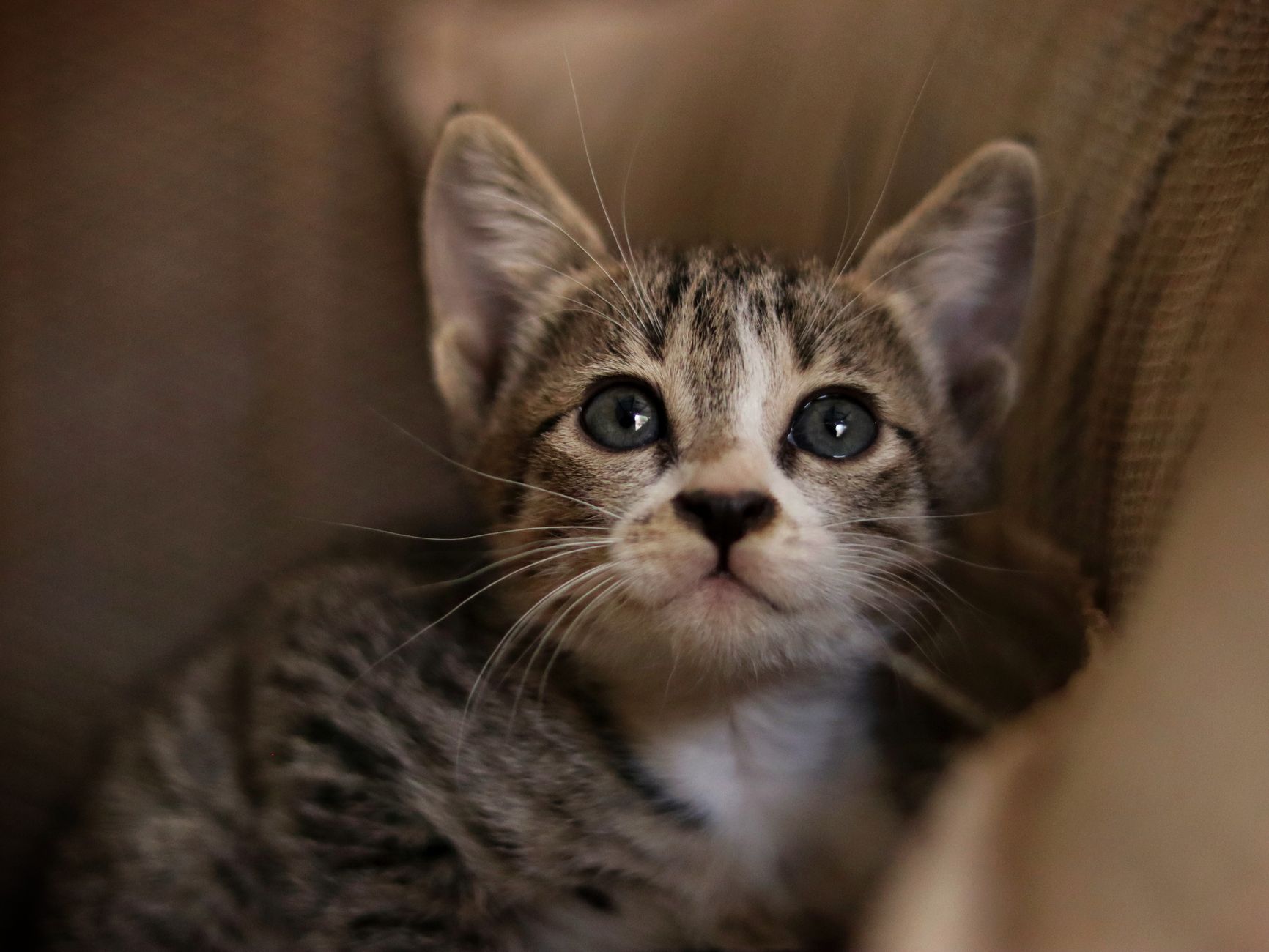 Operation Kitten: Hacktivist Groups Targeting Israel with Cyberattacks