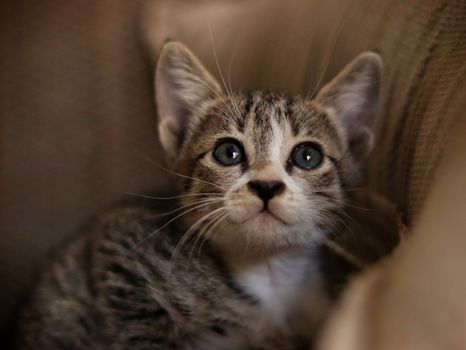 Adorable tabby kitten with bright eyes peeking from a cozy spot indoors.