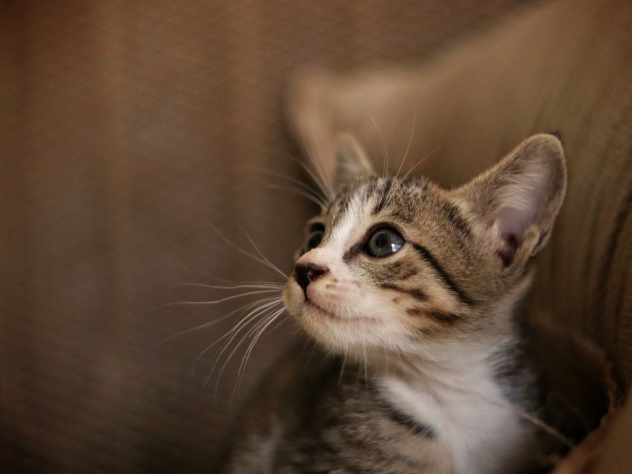 adorable tabby kitten looking up with curiosity perfect for pet lovers