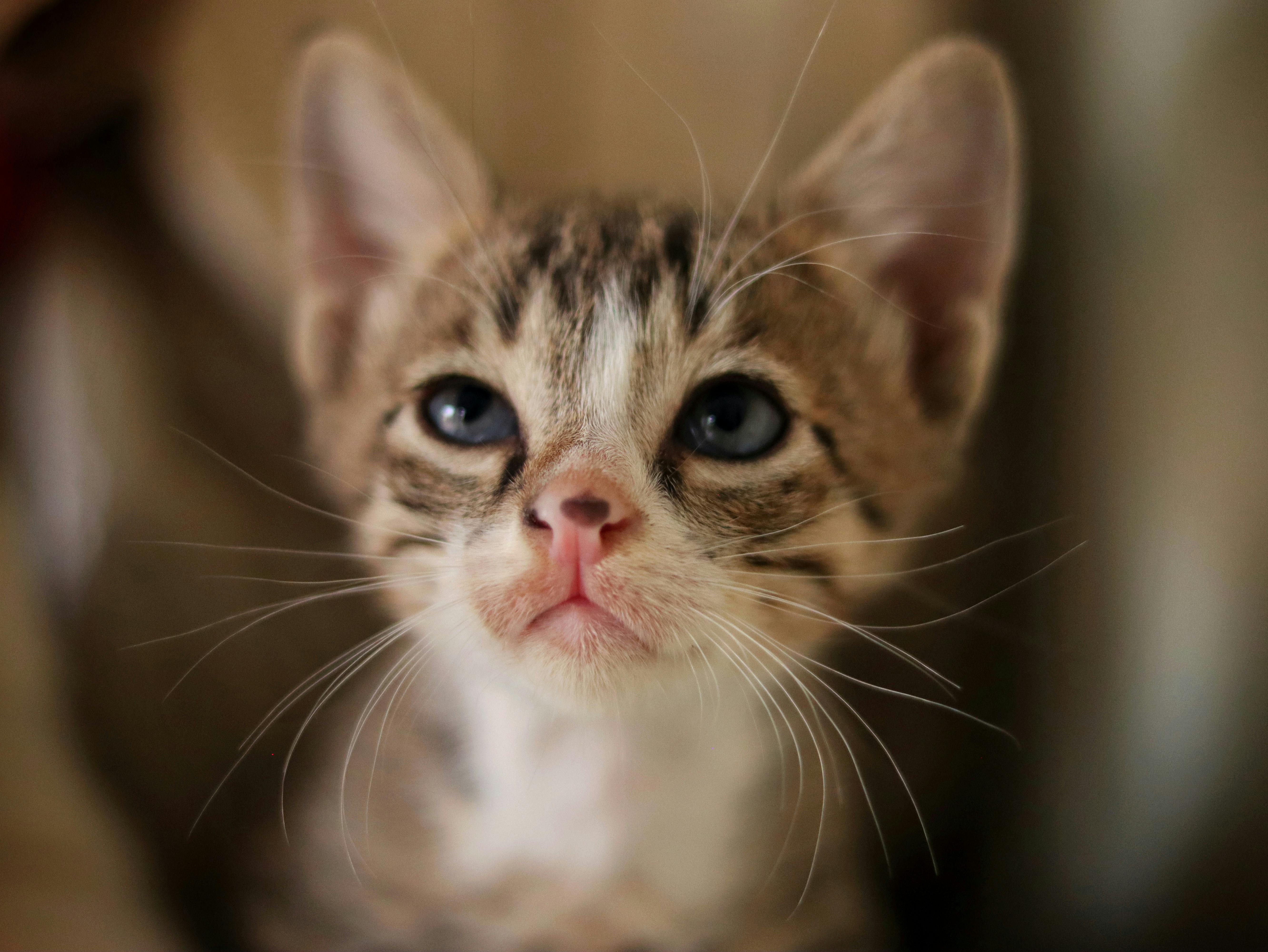 pet care, pet health, pet safety, pet grooming — Photo by Sudhir Sangwan on Pexels