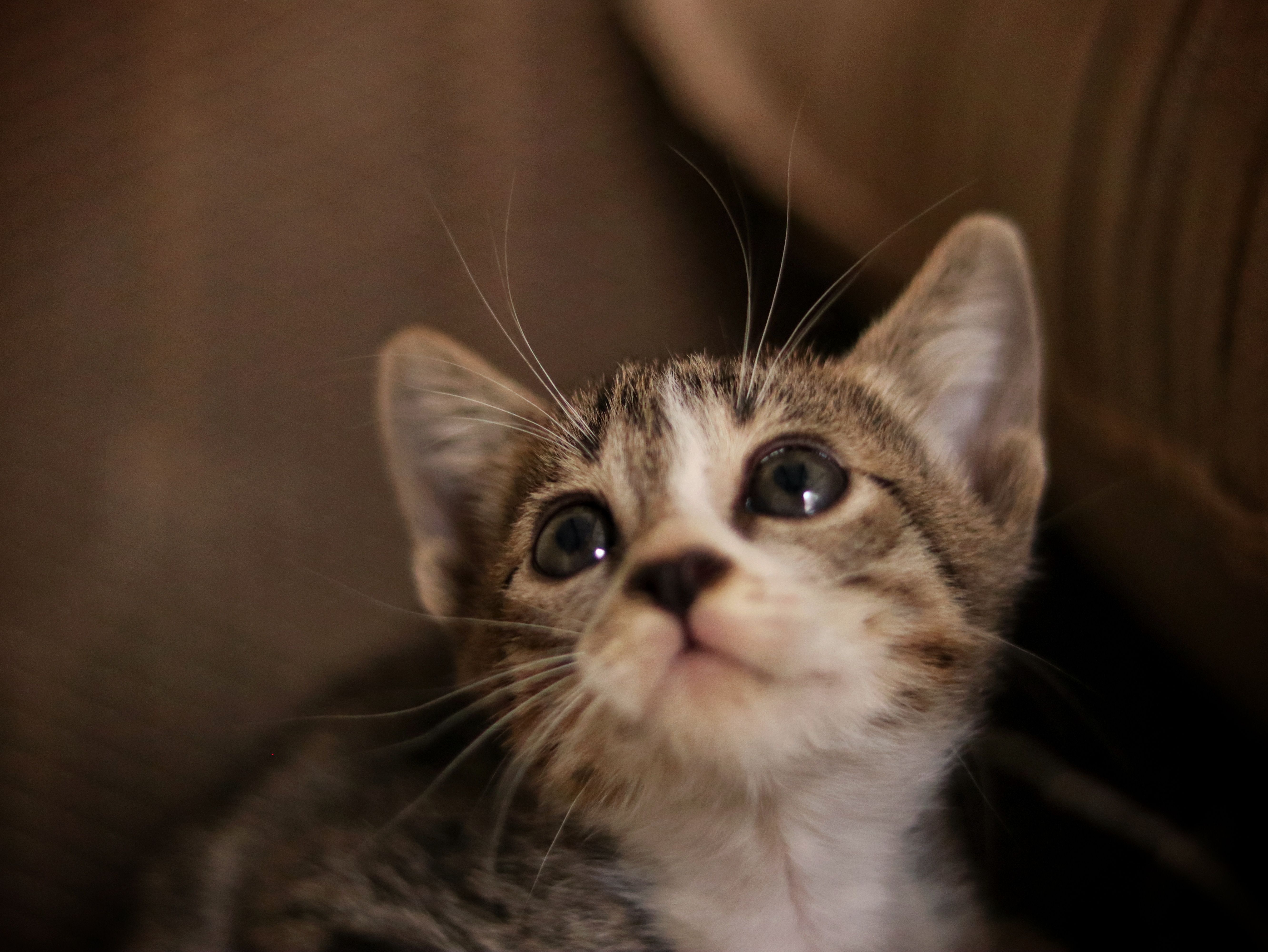 This Kitten Had No Idea Who the Dog Was After Her Grooming and the Reaction Is Everything — Photo by Sudhir Sangwan on Pexels