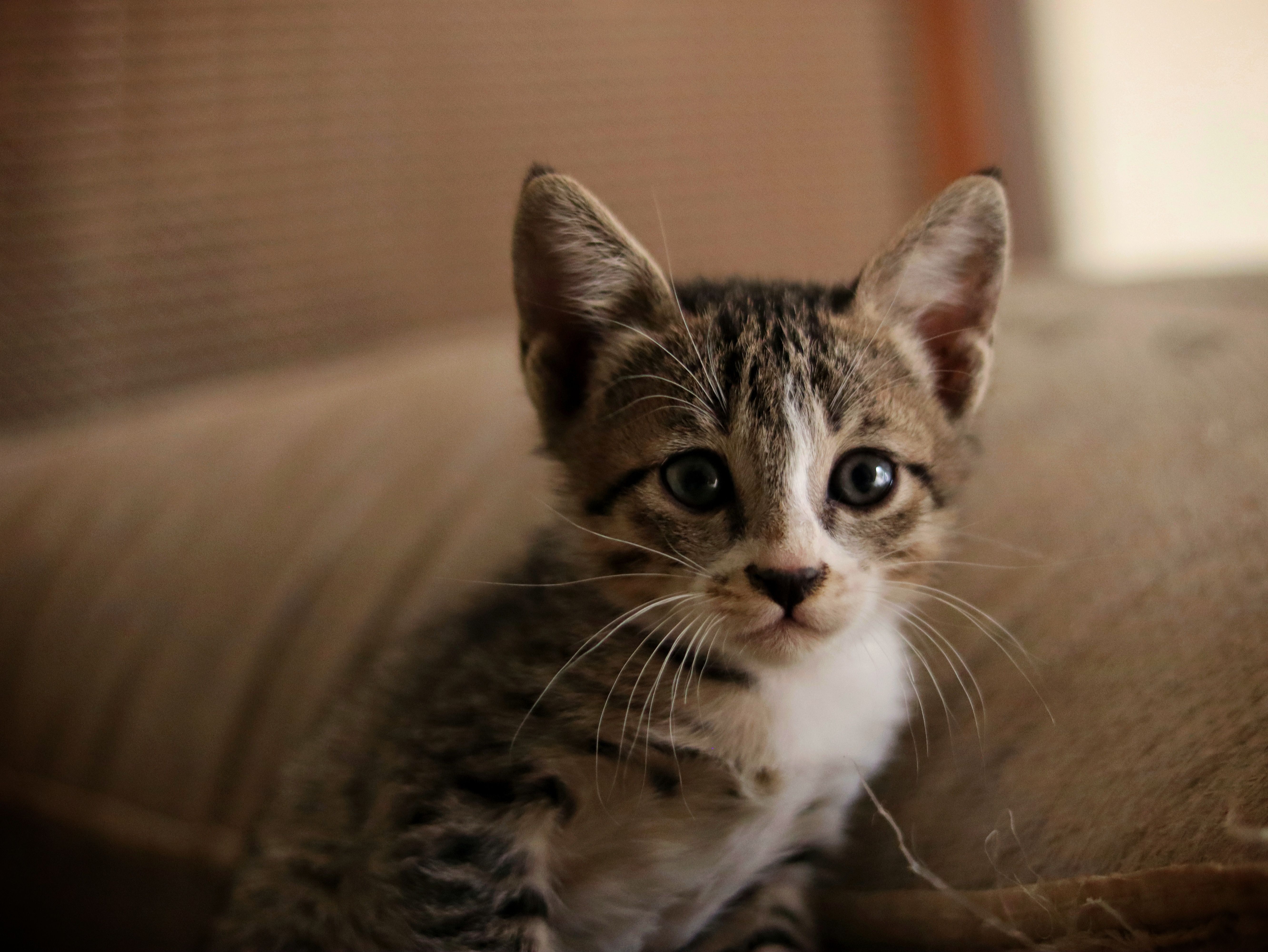 Healthcare and wellness consultation for a cat