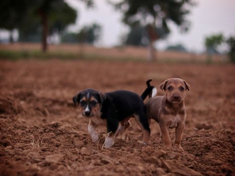 Two cute puppies on a field, showcasing their playful curiosity., free online jigsaw puzzle on JigsawPuzzlesFreeOnline.org