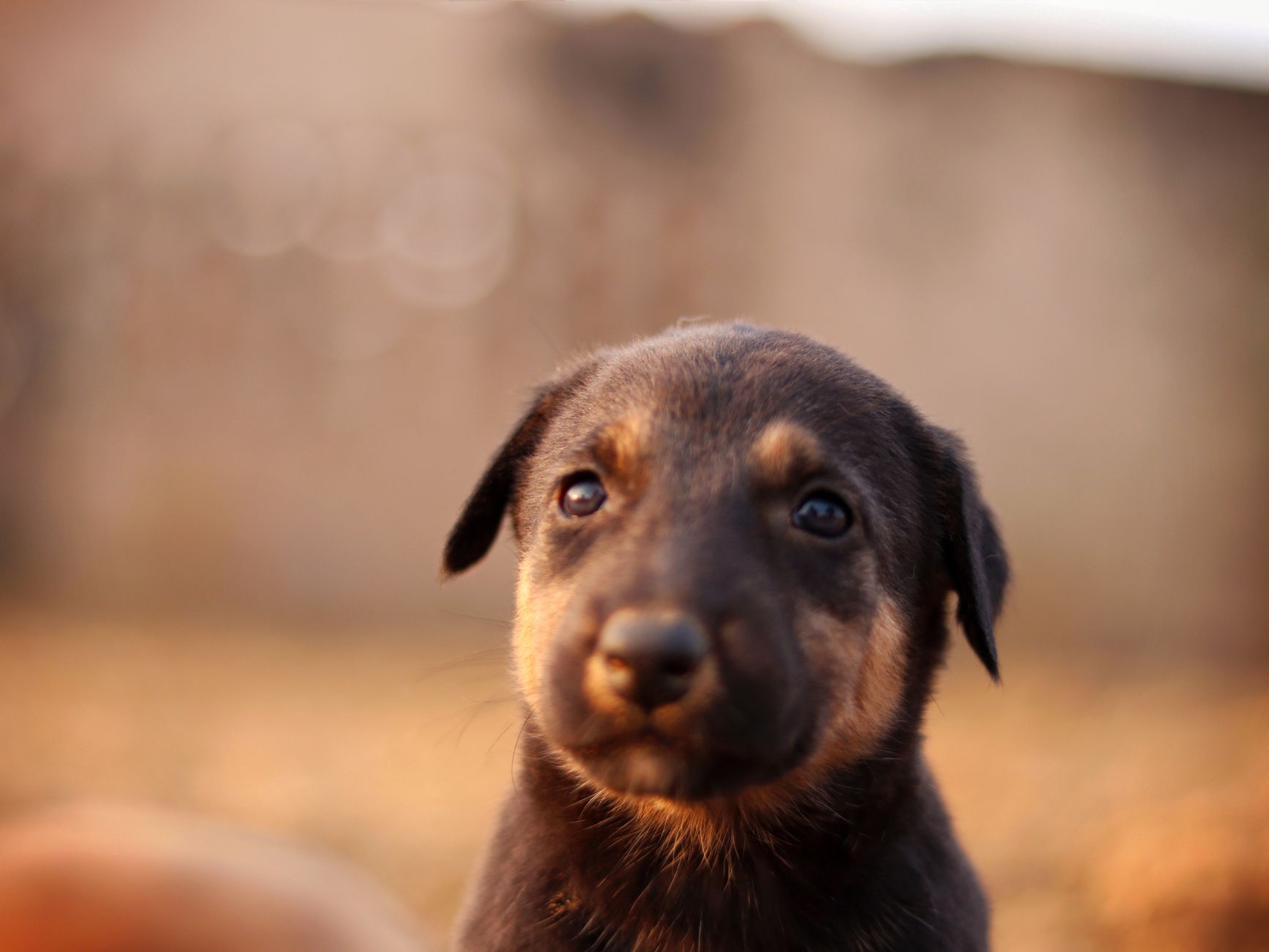 Healthcare and wellness consultation for a dog
