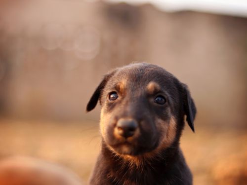 Free Cute puppy gazing attentively under warm sunlight. Ideal candid pet moment. Stock Photo