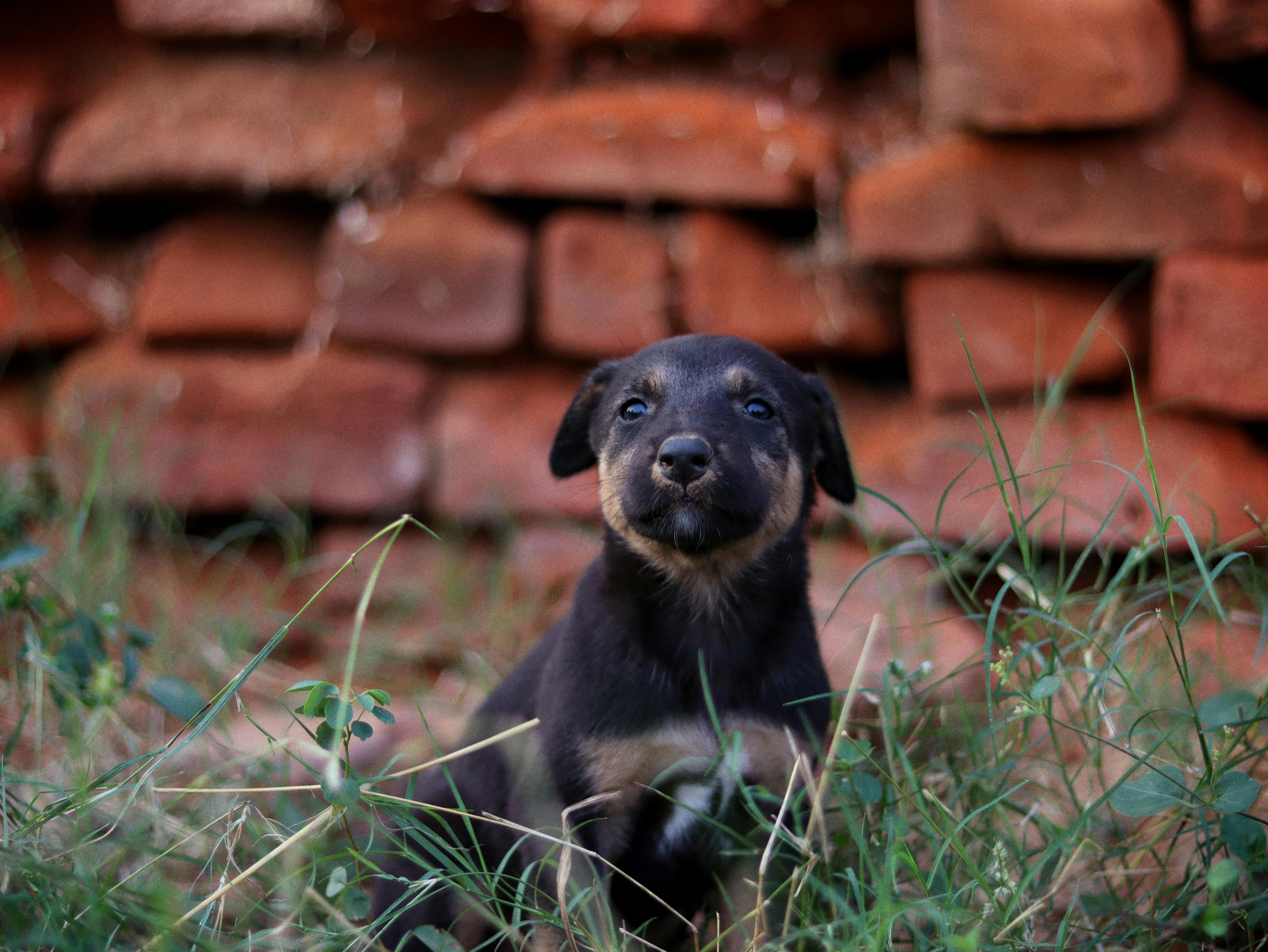 Pet care: Solving puppy tooth troubles and grooming gaffes — Photo by Sudhir Sangwan on Pexels