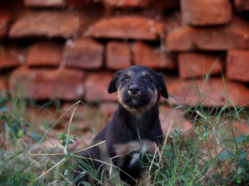 Free Cute black puppy sitting in grass against a red brick wall, outdoors. Stock Photo