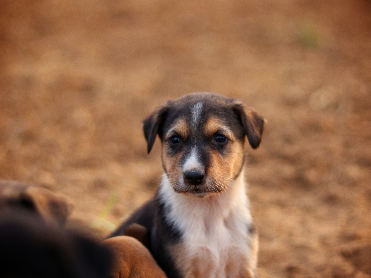 cute puppy sits on sandy ground looking curious and calm outdoors