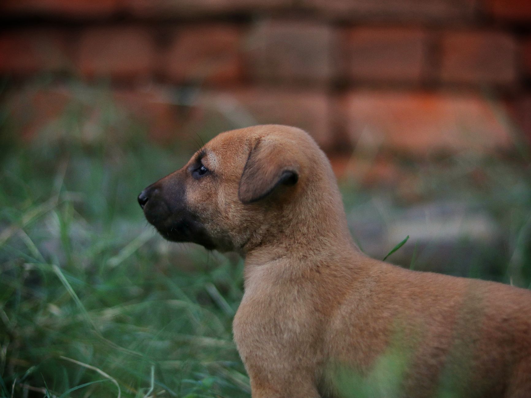 Portrait of a dog at a veterinary clinic