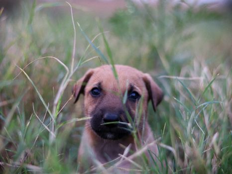 Cute brown puppy peeking through green grass in a serene outdoor setting.