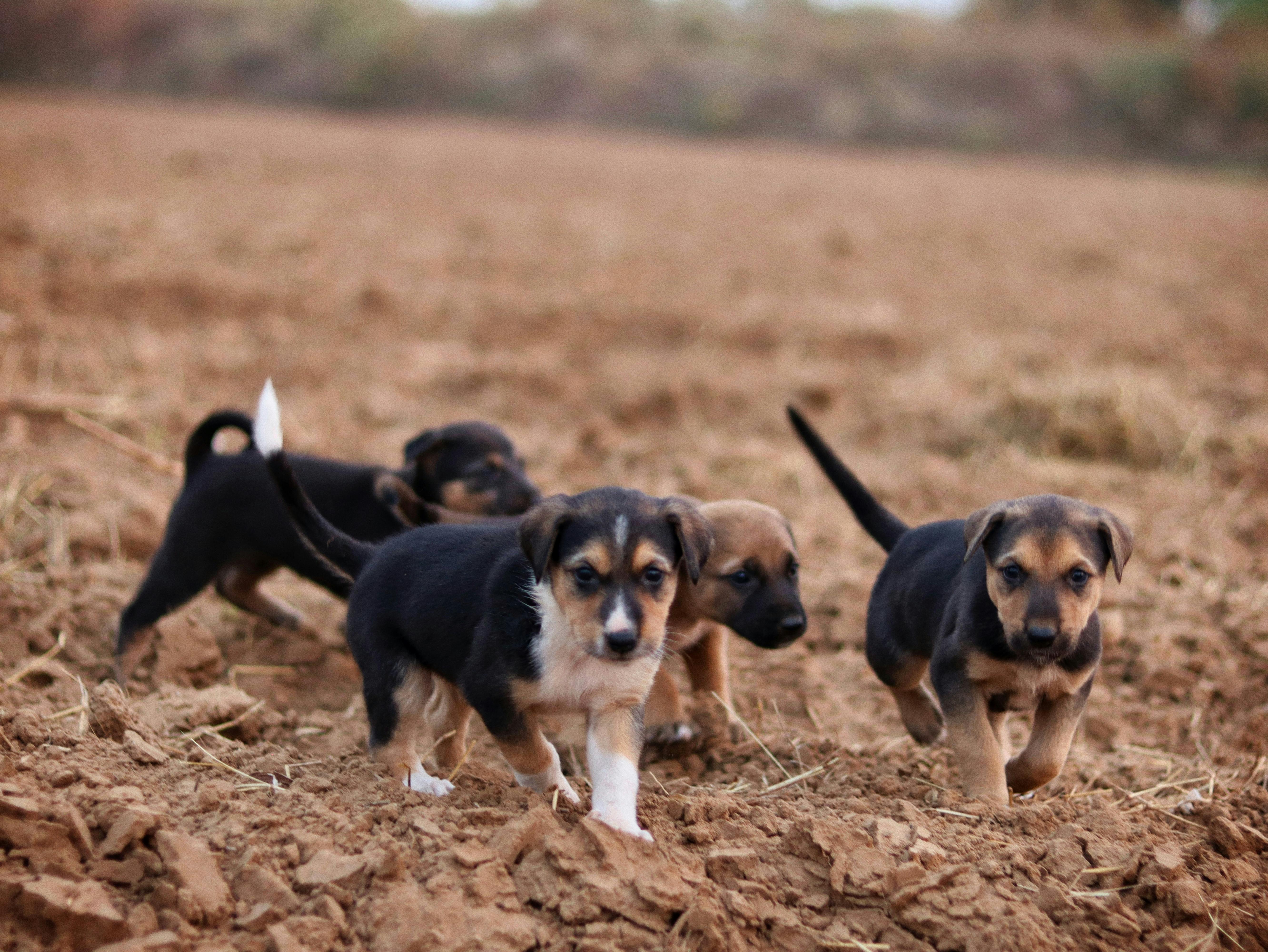 Why Do Puppies Have Wet Noses? Exploring the Unique Traits of Young Dogs