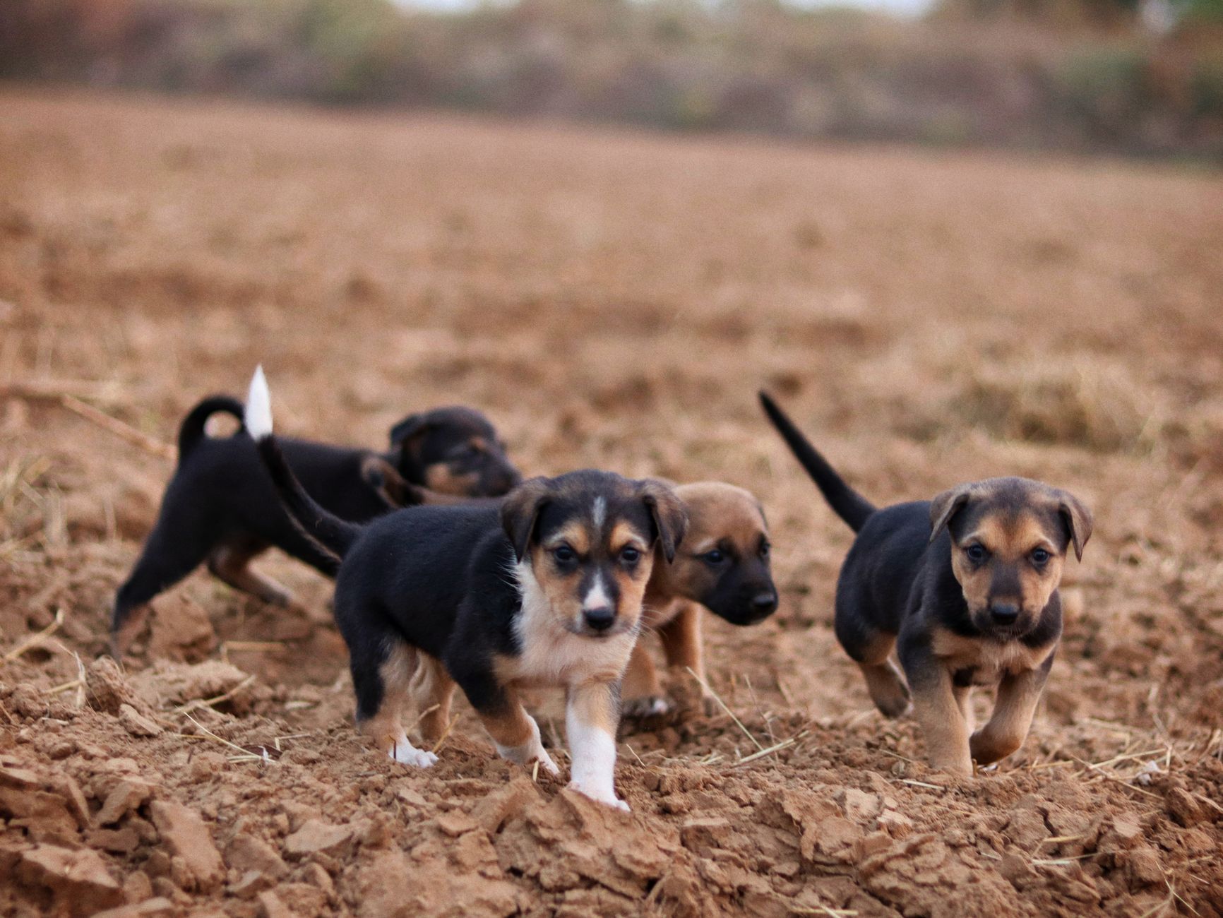 Best Organic Dog Food for Puppies (2026) – Nourishing Nutrition That Supports Healthy Growth