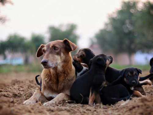 Free A group of puppies play around a mother dog in a natural outdoor setting. Stock Photo