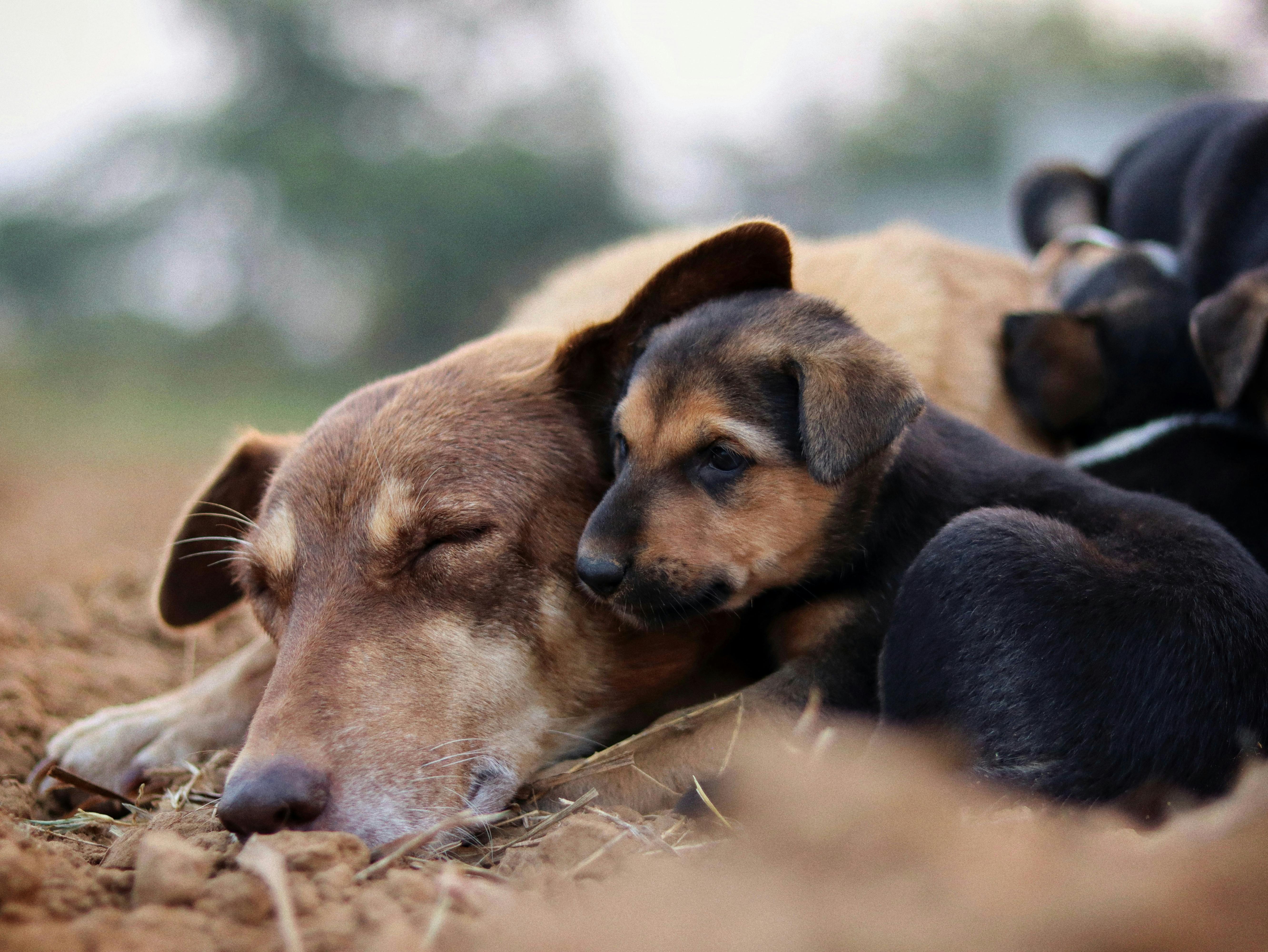 Elanco Animal Health Reports First Quarter 2026 Results — Photo by Sudhir Sangwan on Pexels