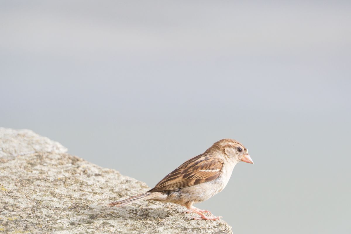 Moineau perché sur un rocher, fond flouté