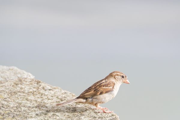 Close-up of a sparrow perched on a rock against a soft background