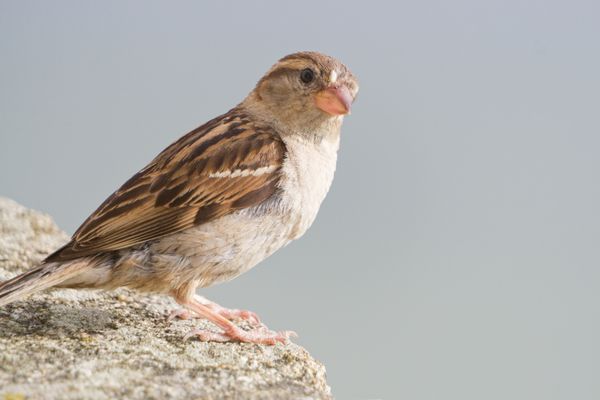 A detailed close-up of a house sparrow perched on a stone, showcasing its natural plumage