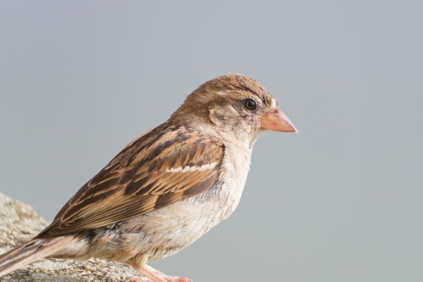 Detailed close-up of a house sparrow perched on a rock, showcasing its plumage