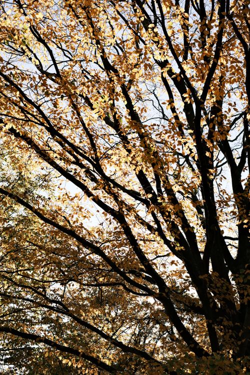 Free Autumn tree with golden leaves against a clear blue sky, capturing the beauty of fall. Stock Photo