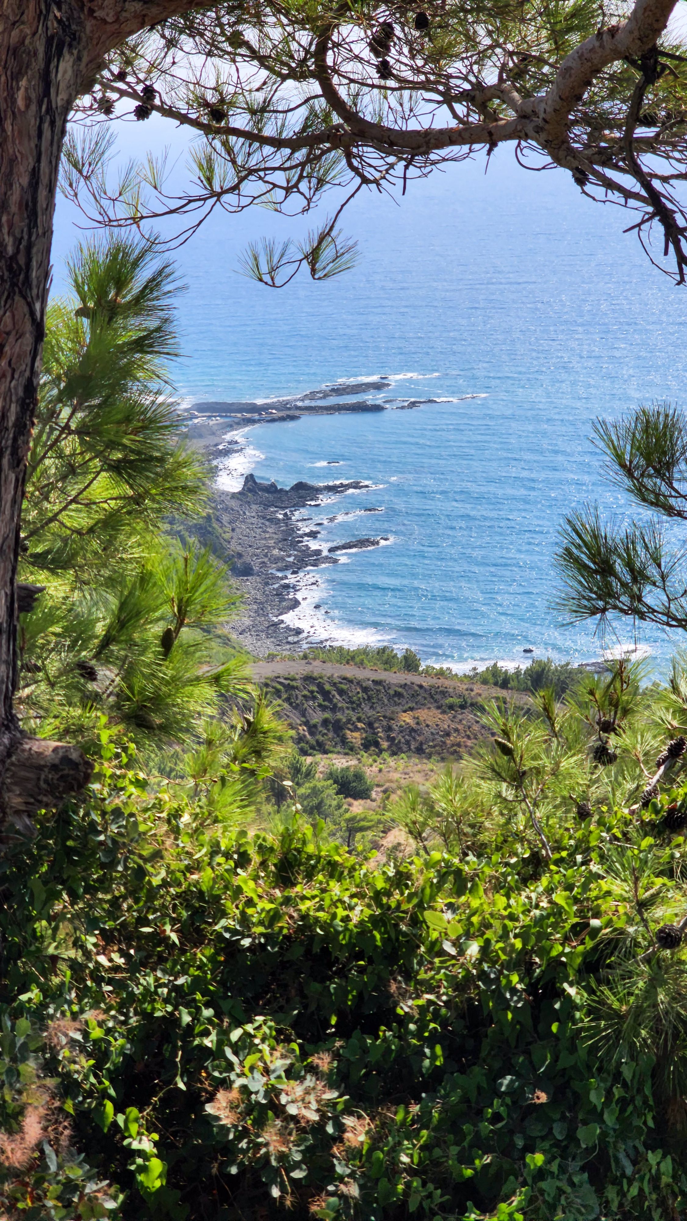 Breathtaking view of Türkiye's coastline framed by lush pine trees, capturing natural beauty.