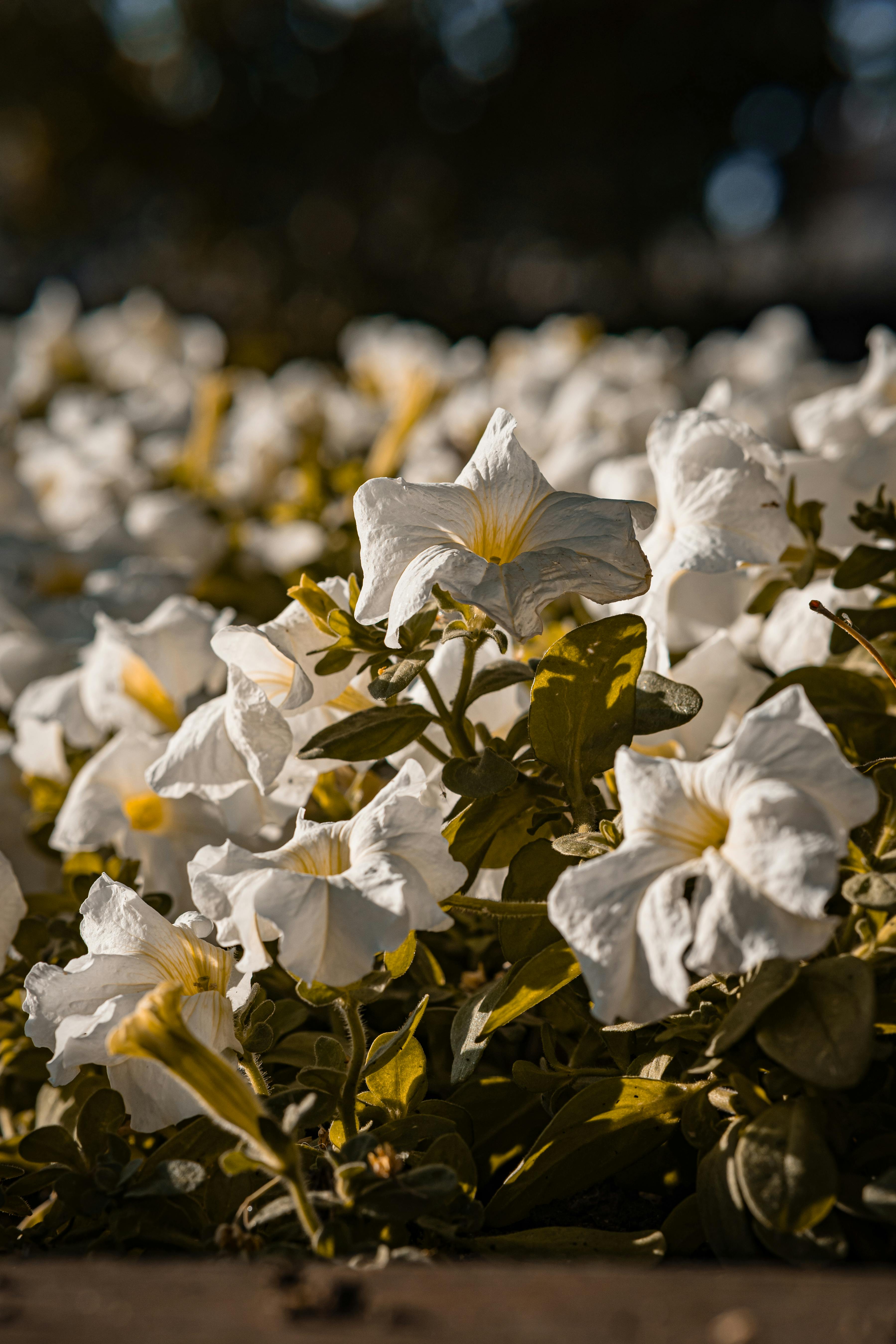 [ColoSach]-close-up-of-white-petunias-basking-in-soft-sunlight,-creating-a-serene-garden-atmosphere.
