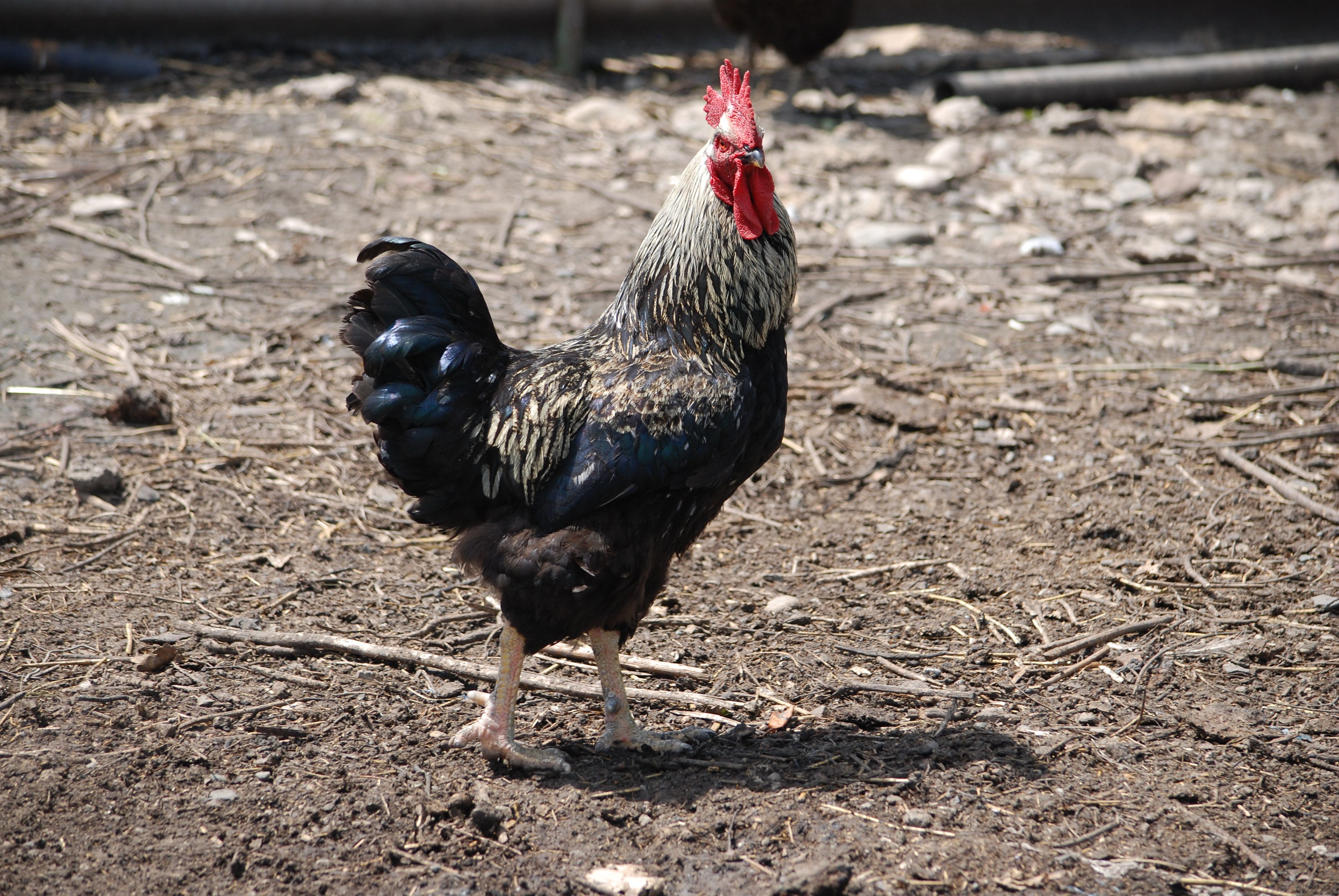 A vibrant rooster standing in an open dirt area, showcasing its colorful plumage.