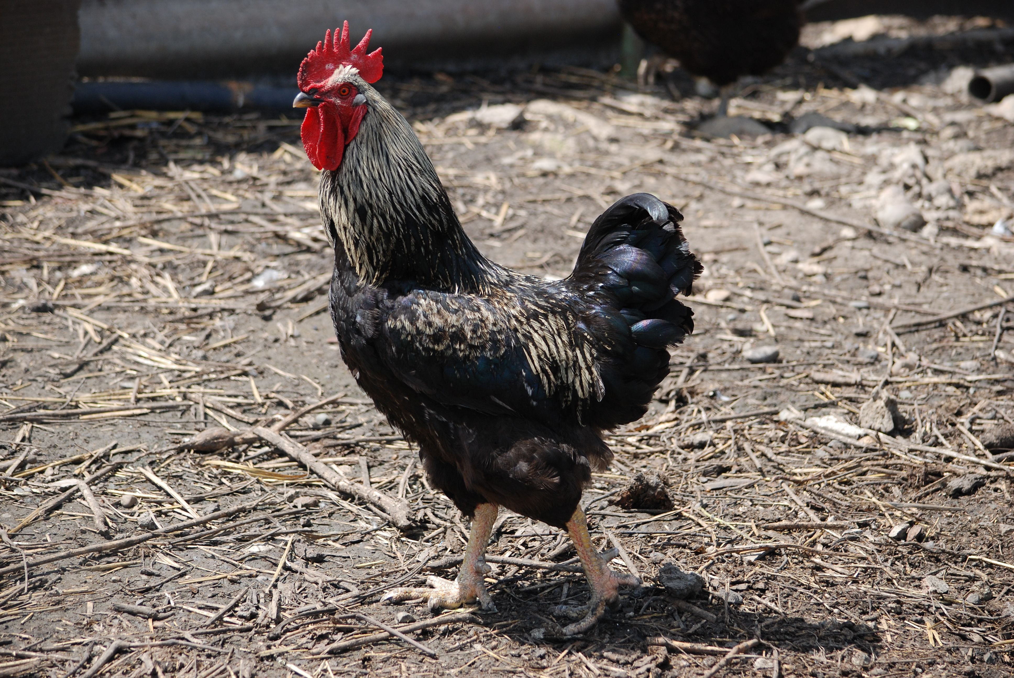 Majestic Rooster Walking on Farm Soil · Free Stock Photo