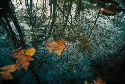 Free A serene autumn scene with fallen leaves and tree reflections in calm water. Stock Photo