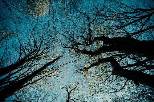 Free Looking up at tall, leafless trees against a deep blue sky during autumn, showcasing the intricate branches. Stock Photo
