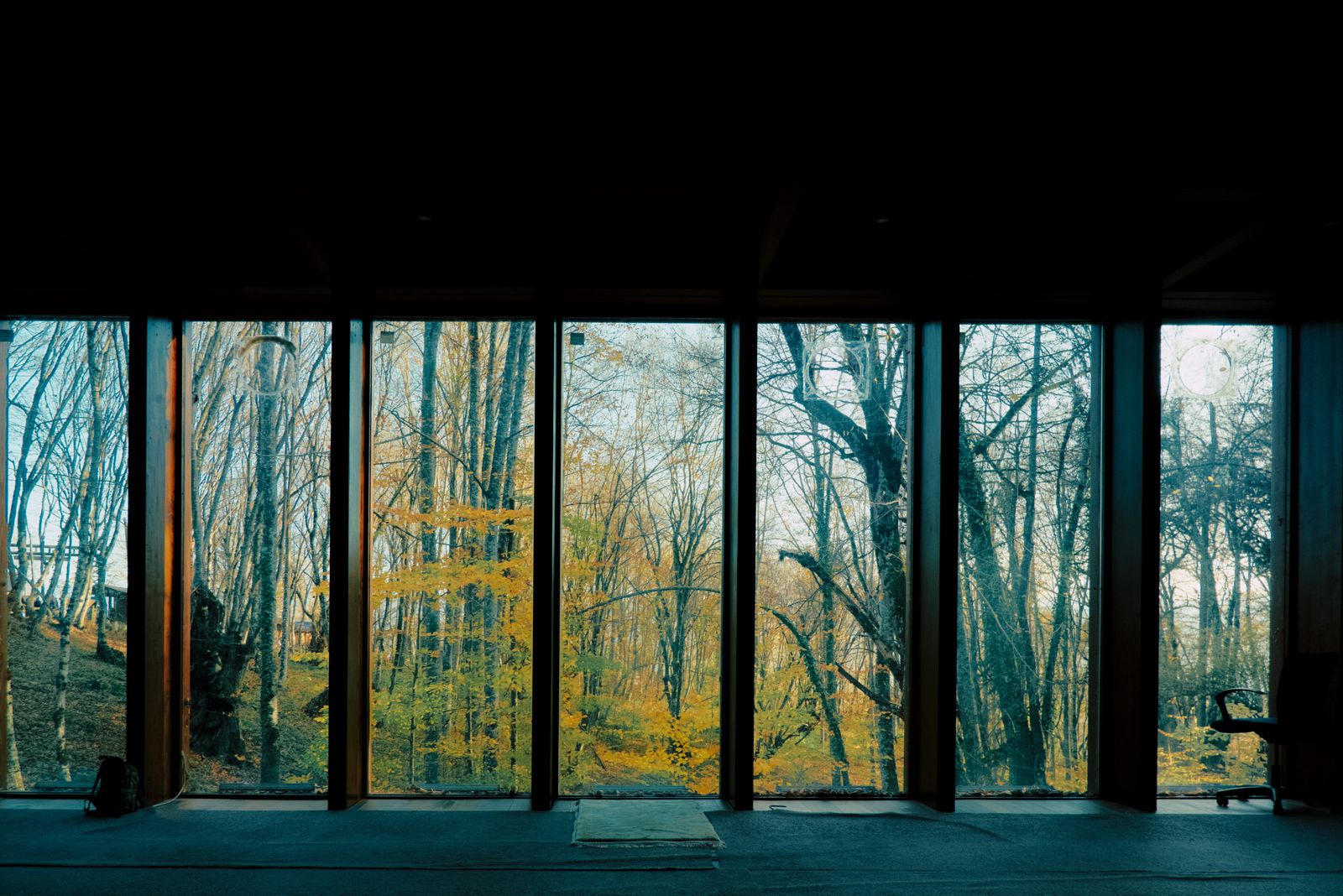 A stand of trees seen through a wall of glass at dusk