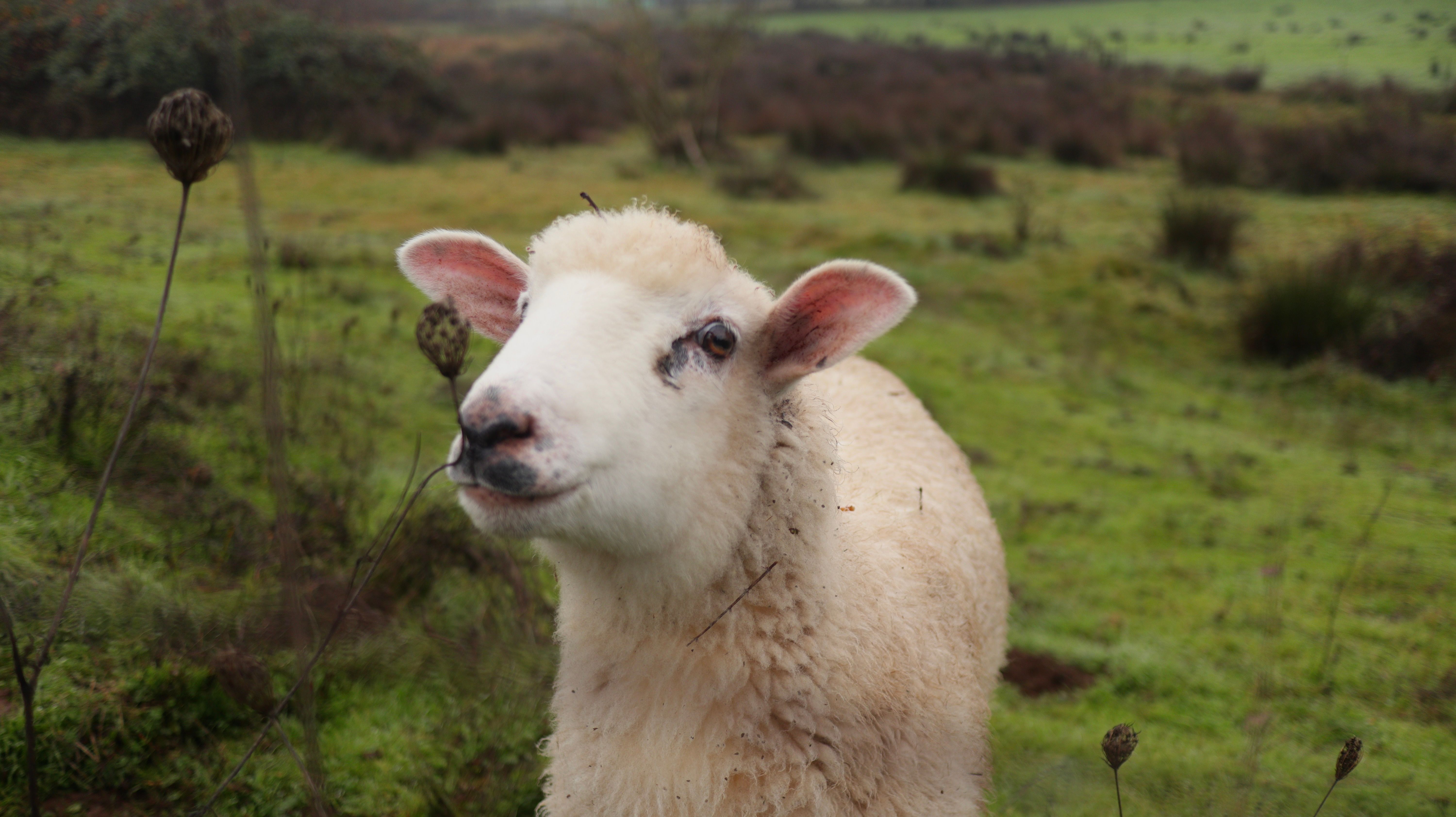 Close-up of Sheep in Green Pasture Landscape · Free Stock Photo