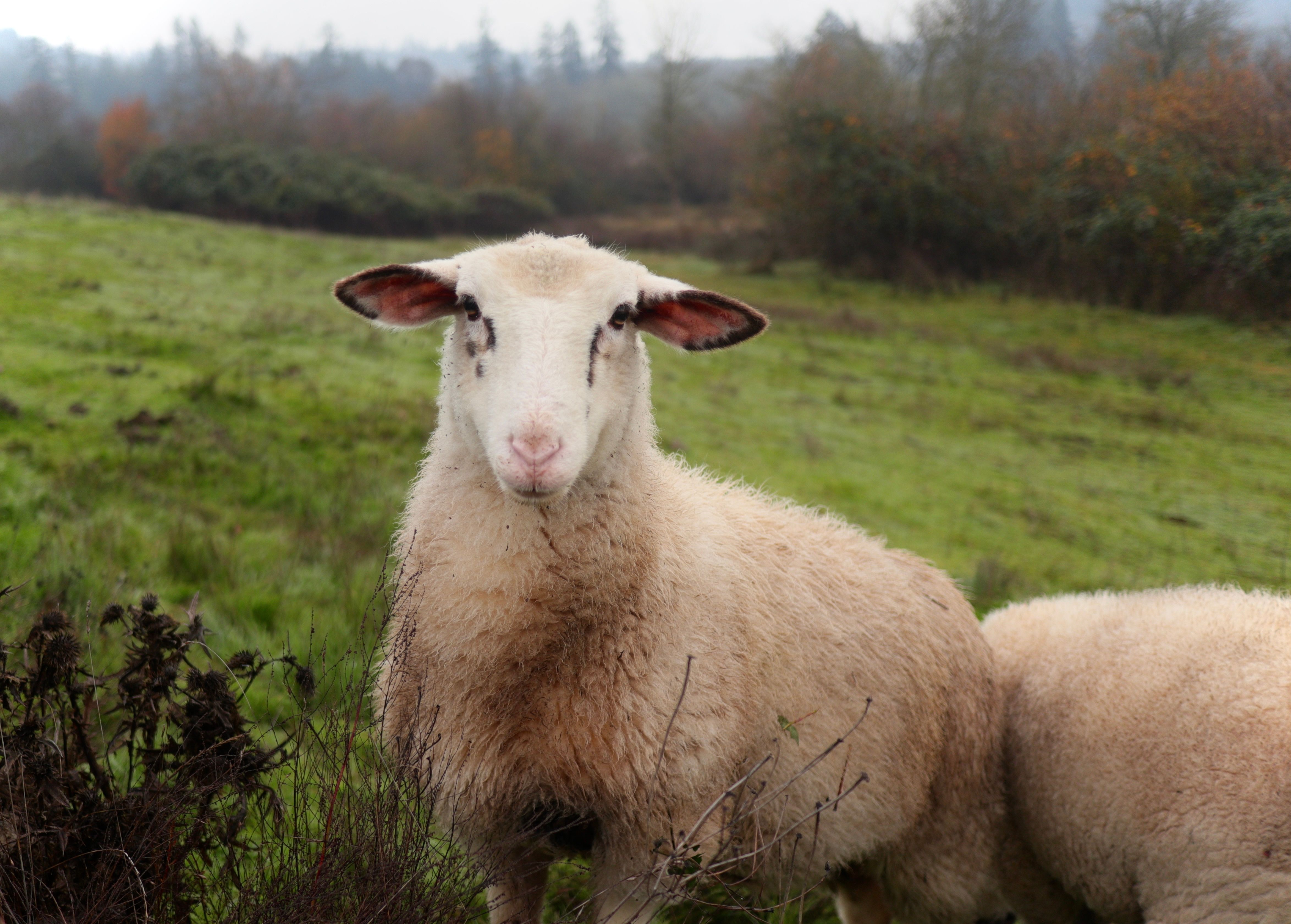 Close-up of Sheep in Lush Green Field · Free Stock Photo