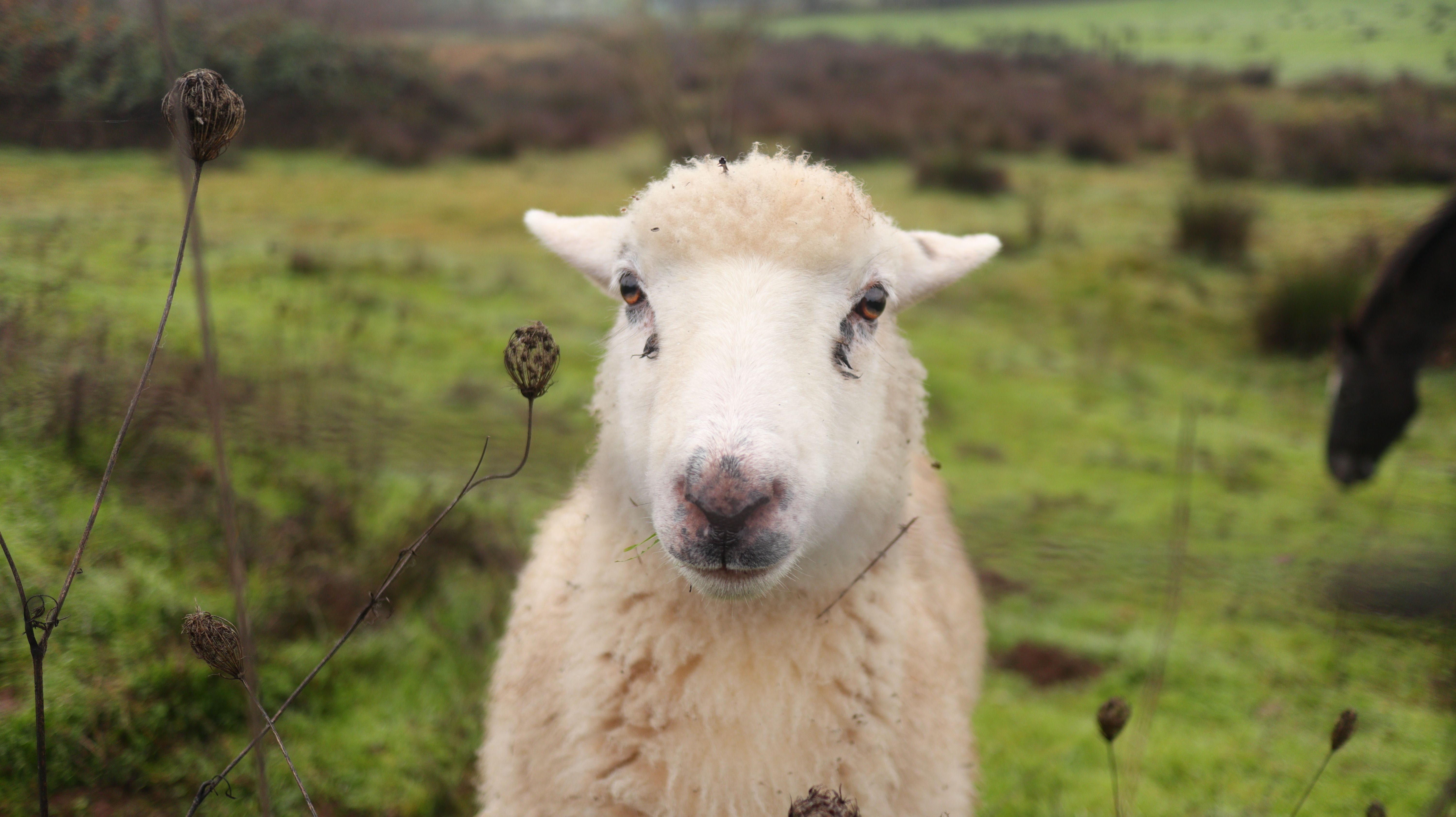 Close-up of a Curious Sheep in Lush Pasture · Free Stock Photo